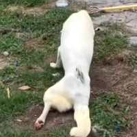 10年以上散歩されず、下半身不随になった老犬　保護して2日後→奇跡的な『まさかの光景』に反響「ただただ感動…」「本当にありがとう」