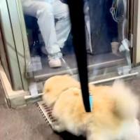 『推しのおじさん』に会いに行った犬→仕事中にも関わらず…幸せ溢れる『素敵なやりとり』が59万再生「おじさん優しすぎる」「私も推されたい」