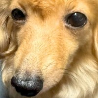 なぜか『ヘアセット』されていた犬→原因を探ってみた結果…まさかの『工程』が可愛すぎると22万再生「無抵抗ｗｗｗ」「カッピカピで草」