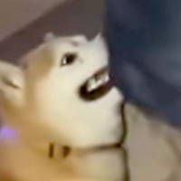 お散歩の帰り道『絶対に帰りたくない犬』が、お父さんに向かって…とんでもなく可愛い『抗議の仕方』が12万再生「愛深すぎる」「拒否柴の逆ｗ」