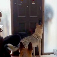 パパの車の音が聞こえると、３匹の大型犬がソワソワし始めて…『おかえりなさいの光景』が幸せすぎると反響「ずっと見ていられる」「嬉しいよね」