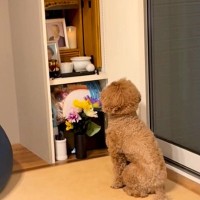 ある日、亡くなった父の仏壇の前から動かなくなった犬…涙溢れる『まさかの光景』が47万再生「絶対に会いに来てる」「会話してる…泣いた」