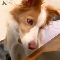 勉強中、犬が隣にやってきたので『犬の鳴き声』を流してみたら…絶対に集中できない『気が散る光景』が75万再生「首がｗｗ」「面白すぎ」と絶賛