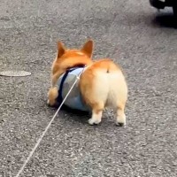 なぜか散歩に行きたがらない犬→『ママが来ないからかな』と思っていたら…『まさかの理由』に絶賛の声「頑固で草」「笑顔が最高ｗ」と88万再生