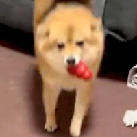 同時に帰宅したパパとママ→犬がお出迎えしてくれた結果…あからさますぎる『態度の違い』に爆笑「華麗なUターンで草」「みんな可愛いｗｗ」と反響