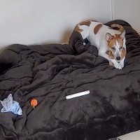 お留守番中の犬と猫の様子をカメラで確認→『猫が見当たらない』と思ったら…想定外すぎる光景に4万2000いいね「可愛すぎｗ」「すっぽり」