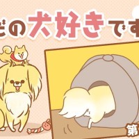 ただの犬好きです。【第347話】「バランス」