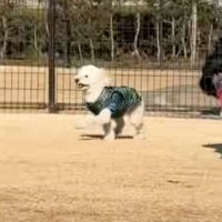 ドッグランで迷子になってしまった犬→必死にママを探し回って…見つけた瞬間の反応が『尊すぎる』と36万再生「探す姿が泣ける」「愛おしい」