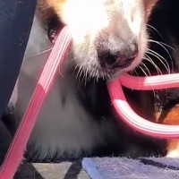 絶対に車から降りたくない大型犬→外に出た同居犬を『道連れ』にして…まさかの表情が48万再生「悪い顔で草」「そんなに外嫌いなんｗｗ」と爆笑