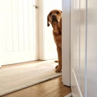 『犬を飼う資格がない人』６選　愛犬を不幸にする飼い主の共通点や知っておくべき心構えまで