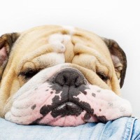 犬の危険な『いびき』５選　見逃してはいけない症状や深刻な病気の可能性まで