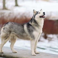 『かっこいい犬種』５選　どんな性格なの？スタイリッシュなわんこの特徴まで解説