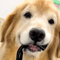 検査のため病院にやってきたゴールデンレトリバー→怖がりすぎて…思わず抱きしめたくなる光景が55万再生「ごめんけど笑ったｗ」「ブルブル」