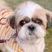 『生きたまま火葬してくれ』と持ち込まれた犬→緊急保護して…にわかには信じられない『壮絶な物語』が151万再生「嘘だろ」「感謝しかない」