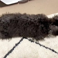 黒い子犬を飼った結果→『完全なブラック＆シルバーの毛色だな』と思っていたら…想像と違った『1年後の光景』が13万再生「2度美味しい」