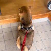 おじいちゃんおばあちゃんLOVEな犬→玄関先で声が聞こえただけで…無償の愛を感じる光景が18万再生「純粋で心底可愛い」「うちにも来て」