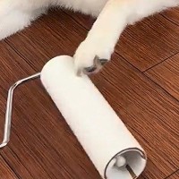 『コロコロ』でマッサージされるのが大好きな犬→まるで人間のような『おねがりの圧をかける光景』に反響「めっちゃ煽ってて草」「カメラ目線ｗ」