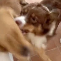 喧嘩している犬たちに『落ち着いて』と言っても聞かないので『犬語』で叱った結果→想像以上の反応が93万再生「効いてて草」「迫真ｗｗｗ」