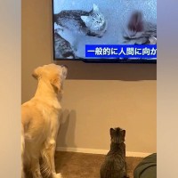 猫をお迎えして3日目→先住犬に慣れてもらうために『猫の映像』を流した結果…まさかのリアクションがSNSで話題「見比べてるｗ」「愛おしい」