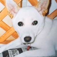 何度も飼い主が変わり『人間不信の犬』をお迎え→大変なことを乗り越えて…涙あふれる『13年後の姿』が185万再生「本当によかった」「立派」