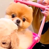 赤ちゃんの『手押し車』に犬とぬいぐるみを乗せたら…とんでもなく尊い光景が20万再生「どっちがぬいぐるみ？ｗ」「馴染んでて草」と絶賛の声