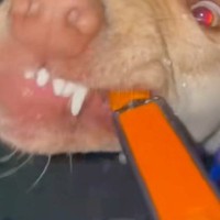 犬が散歩中におしっこをしたので水をかけた結果→なぜか妨害してきて…『まさかの表情』が61万再生「バイオハザードで草」「犬に見えないｗ」