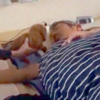 眠る父の横に、サプライズで『会ったことのない子犬』を置いた結果→驚くと思ったら…まさかの光景が71万再生「ソフトタッチで草」「適応力ｗ」
