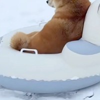 雪が積もったので『犬にソリを引っ張ってもらおう』とした結果→「逆だろｗｗｗ」「大笑いさせてもらった」思っているのと違う光景が16万再生