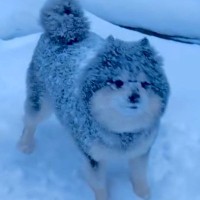 雪国育ちのポメラニアン→雪が降るとテンションが上がって…豪快すぎる遊び方に反響「雪まみれで可愛い」「寒いのに元気すぎるｗ」と31万再生