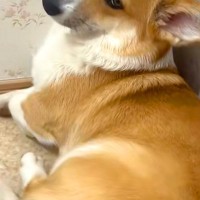 頼んでないのに『毎回トイレについてくる犬』→まさかすぎる『態度と表情』に62万再生の反響「被害者面で草」「なんできたのよｗｗ」と爆笑