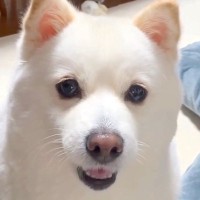 『これが…わたし…？』スマホのインカメラで犬を映した結果→戸惑いを隠せない反応が211万再生「えっ？て言ってるｗ」「人間だと思ってた？」