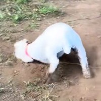 『嫌ァァアア！』真っ白な犬を散歩に連れて行った結果→思わず絶叫したくなる『まさかの悲劇』が68万再生「素晴らしい変身」「イリュージョン」