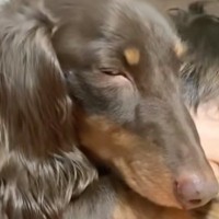 犬が『男の子の上で寝てしまった』結果→『嫌がるかな』と思ったら…意外な光景が愛おしいと8万再生の反響「まさに相思相愛」「幸せの極みすぎ」