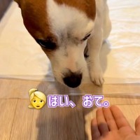 『お手』と伝えても言うことをきかない犬→横で見ていた姉犬が…思いもよらない『まさかの行動』に称賛の声「ほんとに健気」「表情が良すぎる」