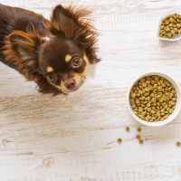 犬が『遊び食べ』をしてしまう3つの原因　ごはんをきちんと食べてもらうための対処法まで