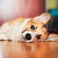 『愛情不足』になっている犬が見せる行動5選　孤独を感じているサインとは？