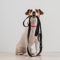 犬を『期待』させてしまう飼い主のタブー行為4つ　愛犬をがっかりさせる行動まで