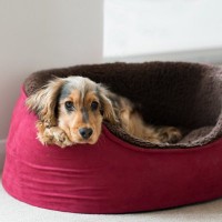 犬にとっての『最悪な寝床』4選　睡眠不足が引き起こす危険な症状まで