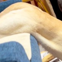 海外ユーザーに『ダリの名画』と呼ばれた大型犬→納得せざるを得ない『まさかの光景』が105万表示「可愛いｗｗ」「溶けてる」と共感と絶賛の声