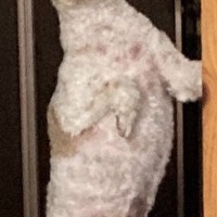 毛がモコモコに伸びた犬→『トリミングしたての頃』を見ると…別犬すぎる『衝撃の姿』に8万いいね「誰すぎるｗｗ」「もはや人間で草」と爆笑続々