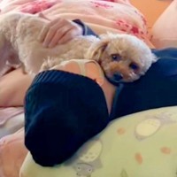 入院していたママが帰ってきたら、犬たちが『おかえり』と出迎えて…涙が止まらない『生きた証』が64万再生「本当の幸せが詰まってる…」と感動