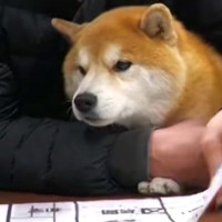 『会長』として働く柴犬→社員と一緒になって…『会議に参加する様子』が可愛すぎると111万再生「営業しに行ってもいいですか？」「憧れる」