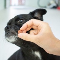 犬がスキンシップを嫌がっているときにみせる行動5選　「近寄らないで」と言っているサインとは？