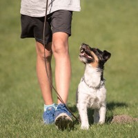 犬が思う『いい飼い主』の共通点5つ　どんな人が信用されやすいの？絆を深めるコツまで