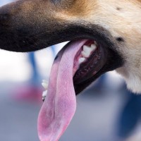 犬の『舌』で分かる健康状態5つ　体調不良を判断する方法やチェックポイントまで