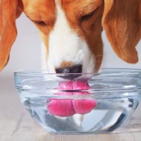 犬が『水分不足』になっているサイン５選　脱水症状の見分け方や予防法まで