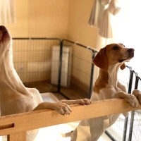 犬が『うれしょん』してしまう心理４選　適切な接し方や対処法まで解説