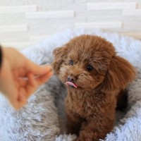 犬が飼い主の言うことを聞かなくなる『5つの原因』わがままな性格にさせるタブー行為とは？