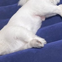来客用のマットを出したら、犬が上で眠ってしまい…起こしたくなくなる『尊い表情』に2万いいね「なんて愛おしいの」「来客との謎の時間ｗｗ」