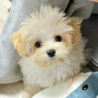 SNSで外国人に引用される『大人気な犬』→まさか過ぎる『数々のあだ名』が1352万表示の反響「確かに焼き色がｗｗ」「食べられますか？」